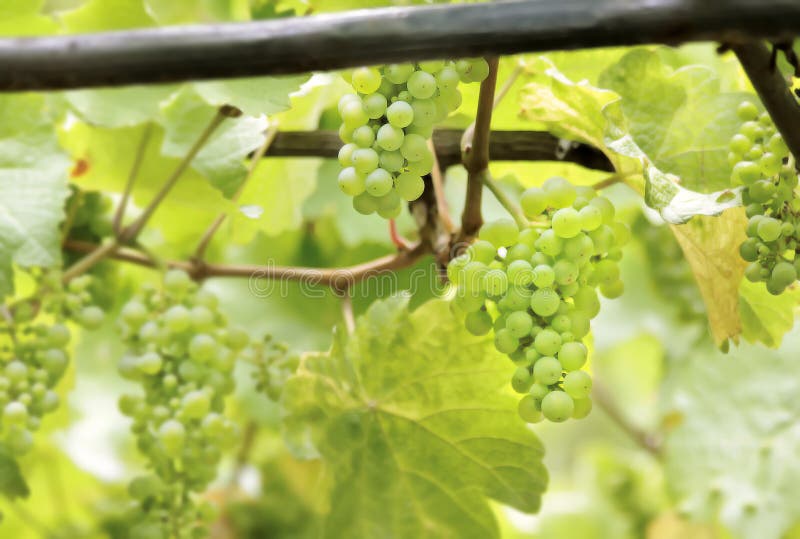Raisins de cuve verts images libres de droits Raisins de cuve verts images libres de droits