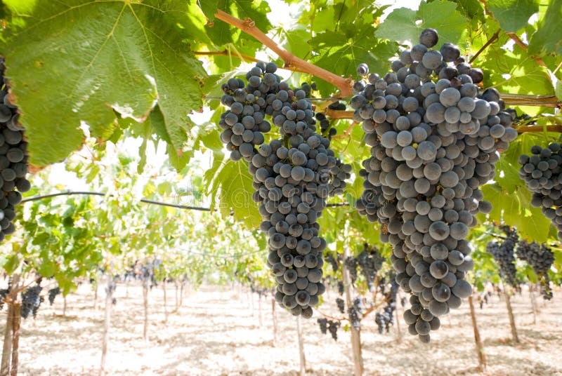 Raisins de vigne photos stock Raisins de vigne photos stock