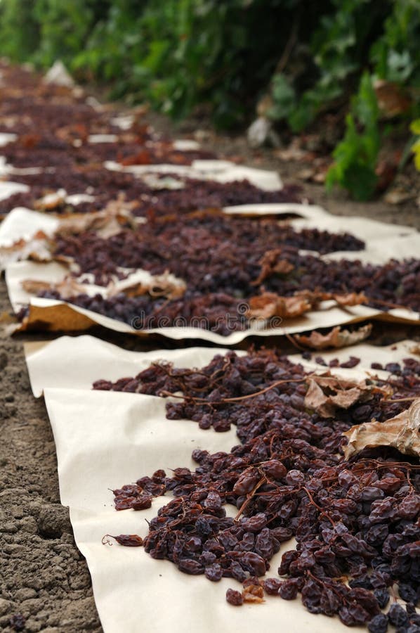 Raisins drying in field on paper