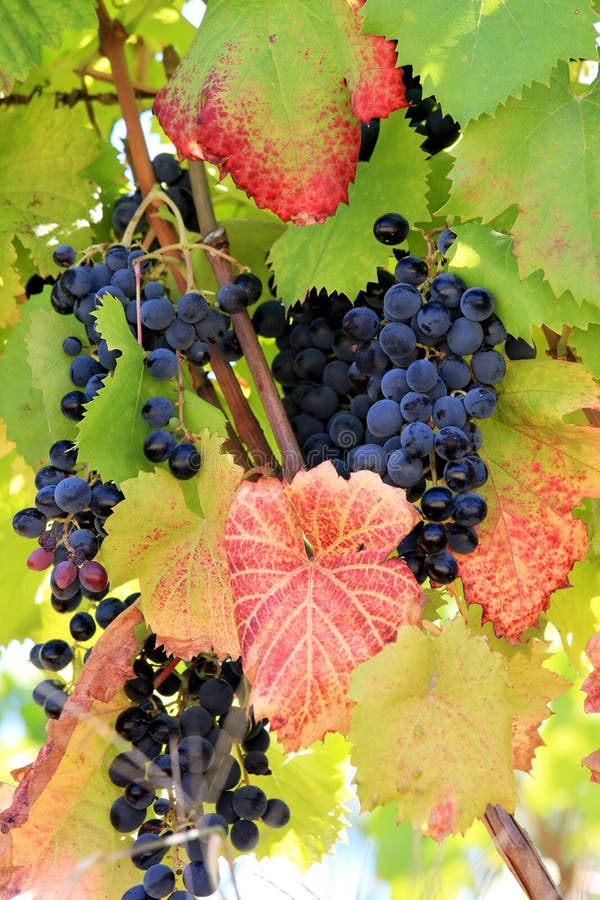 Raisins et lames d'automne mûrs bleus au Portugal image stock Raisins et lames d'automne mûrs bleus au Portugal image stock