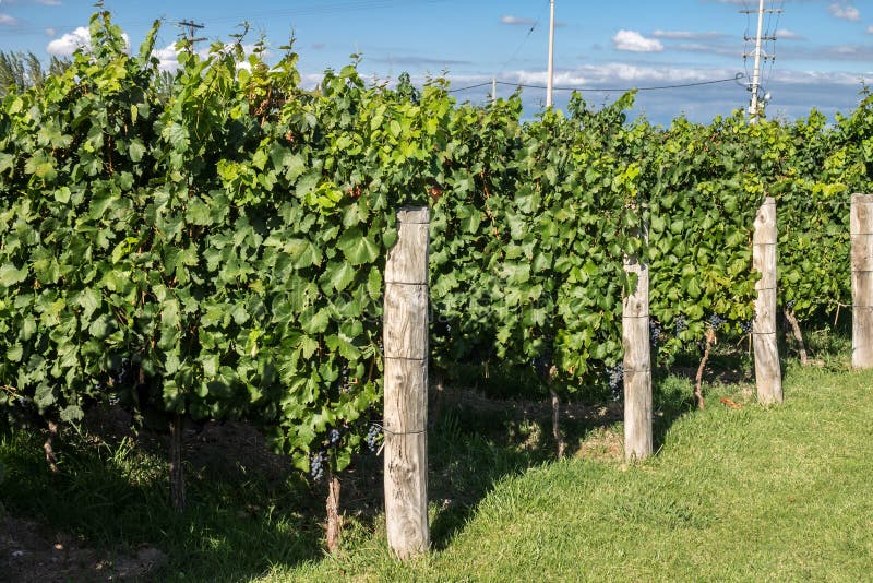 Raisins Malbec images stock