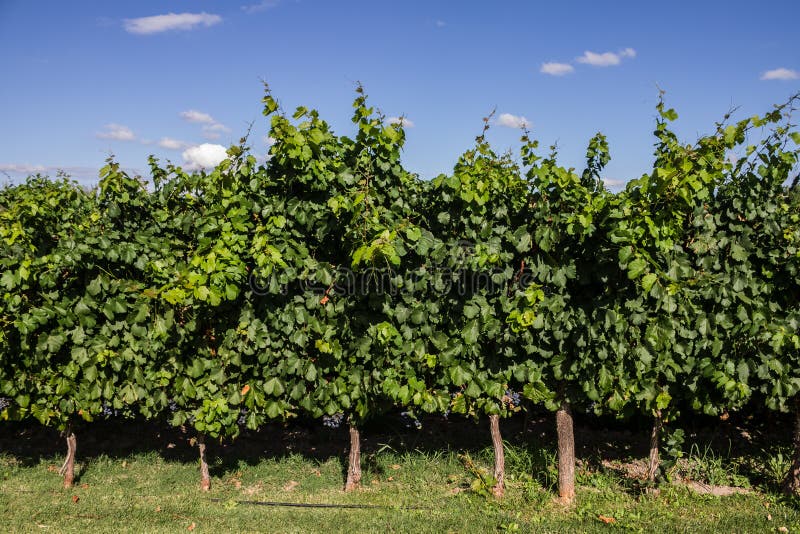 Raisins Malbec photos libres de droits