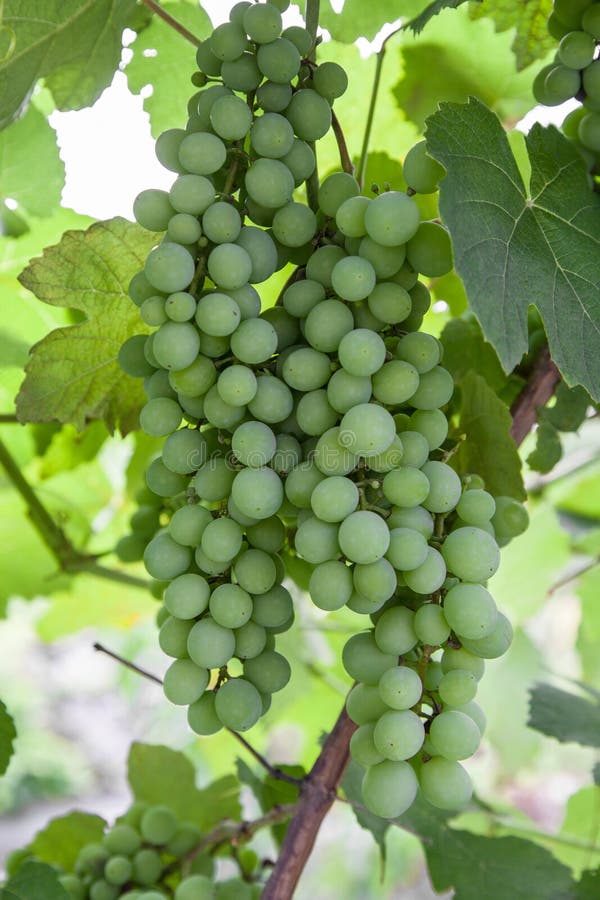 Raisins non mûrs photographie stock