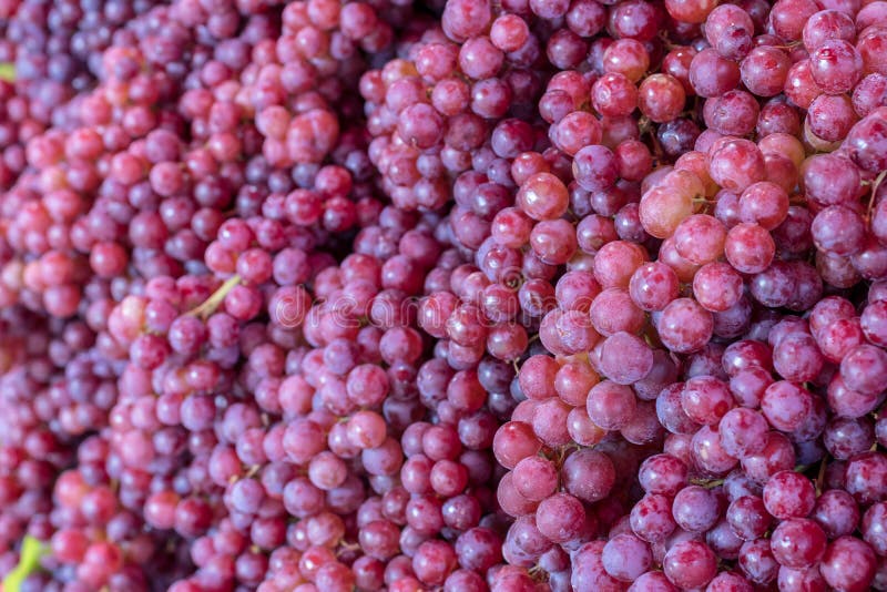 Raisins pourpres de fond beaucoup photographie stock Raisins pourpres de fond beaucoup photographie stock