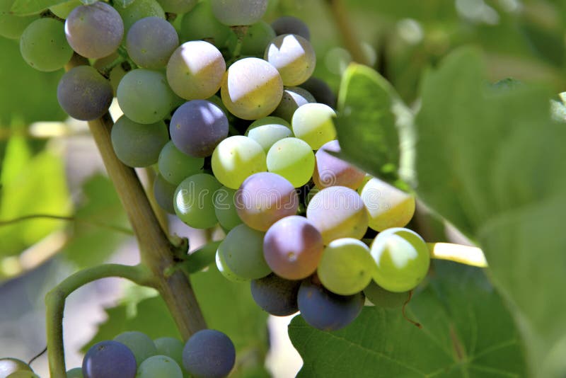 Raisins s'élevant dans le groupe. Fermez-vous sur les raisins rouges s'élevant sur le groupe dans un vignoble