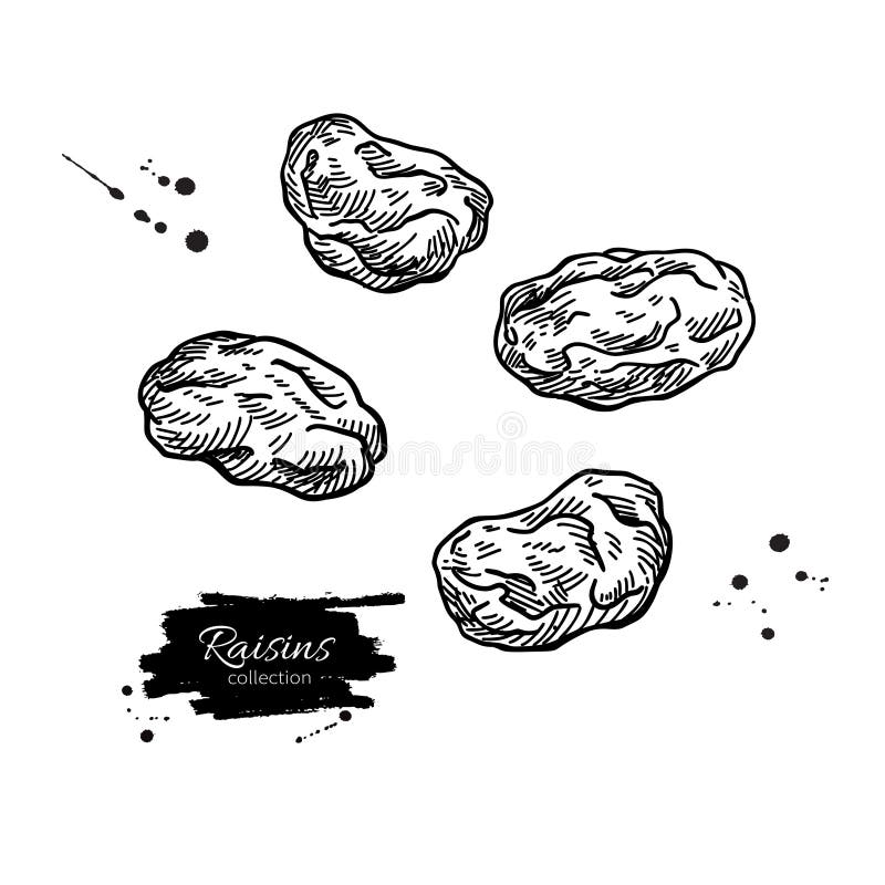 Raisins Vector Drawing. Dried Grape Objects. Hand Drawn Dehydrated ...