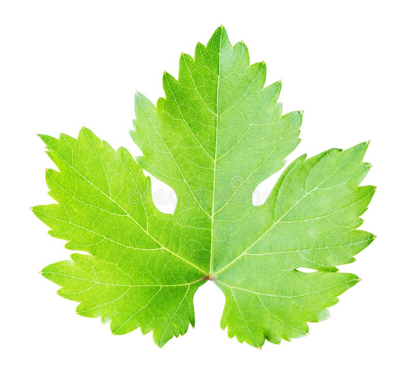 Raisins verts de feuille d'isolement sur le fond blanc photographie stock