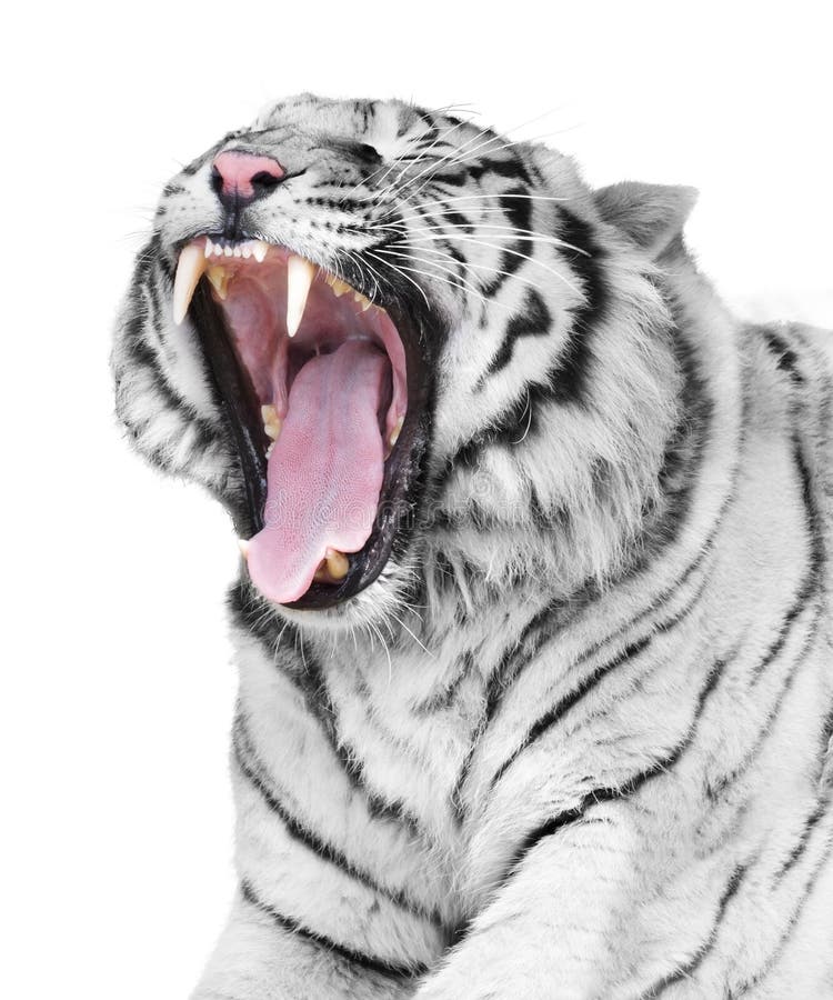 Portrait of magnificent white tiger. Portrait of magnificent white tiger