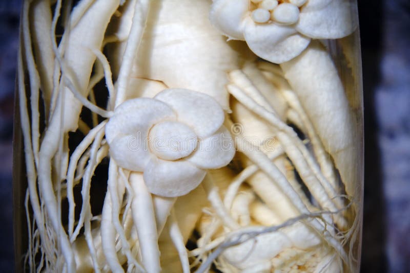 Raiz de Ginseng num vidro, perto foto de stock royalty free