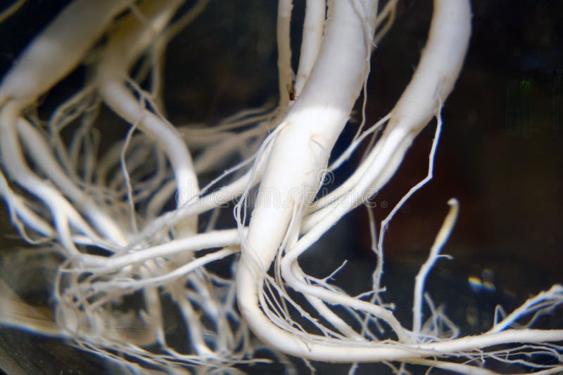 Raiz de Ginseng num vidro, perto fotos de stock royalty free