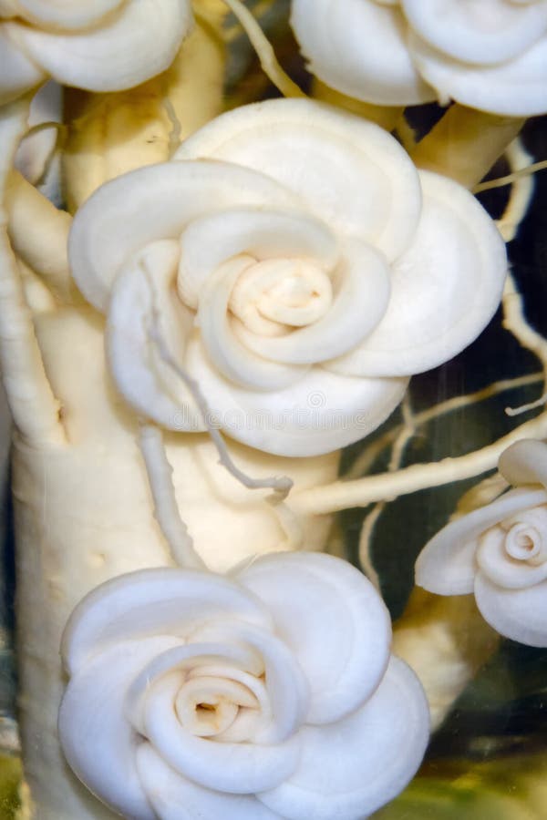 Raiz de Ginseng num vidro, perto fotografia de stock