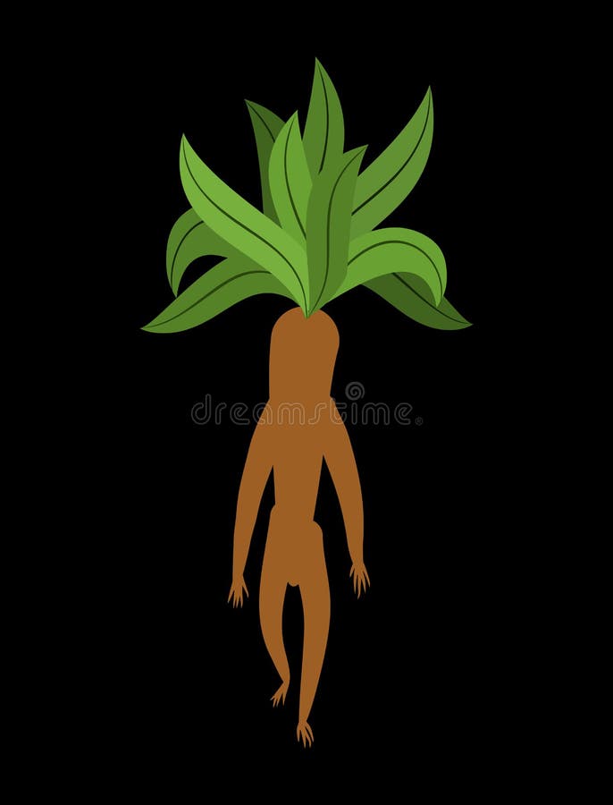 Caractere Vetor Raiz Mandrake Isolado Em Branco Ilustração do