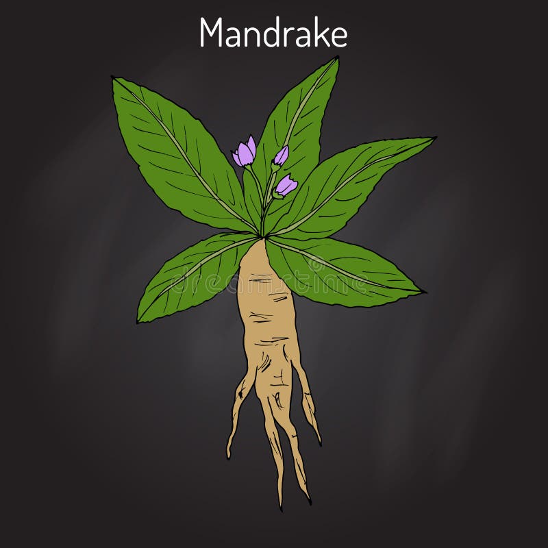 Desenho Manual De Mandrake. Ilustração Stock - Ilustração de wicca,  venenoso: 171540399