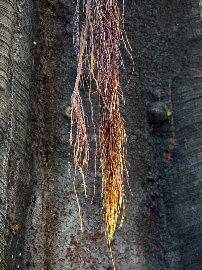 Raizes do Strangler da árvore de figo da baía de Moreton imagem de stock Raizes do Strangler da árvore de figo da baía de Moreton imagem de stock