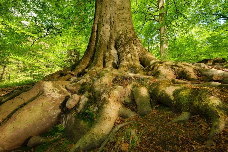 Raizes poderosas de uma árvore de faia majestosa