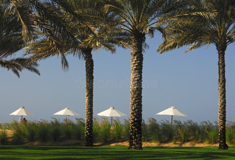 Palm trees and sun shades in a tropical paradise by the sea. Palm trees and sun shades in a tropical paradise by the sea