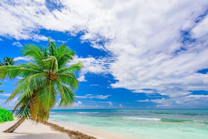 Raj tropikalna plażowa palma morze karaibskie
