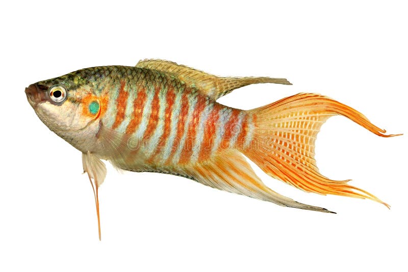 Raju gourami Macropodus rybich opercularis akwarium tropikalna ryba