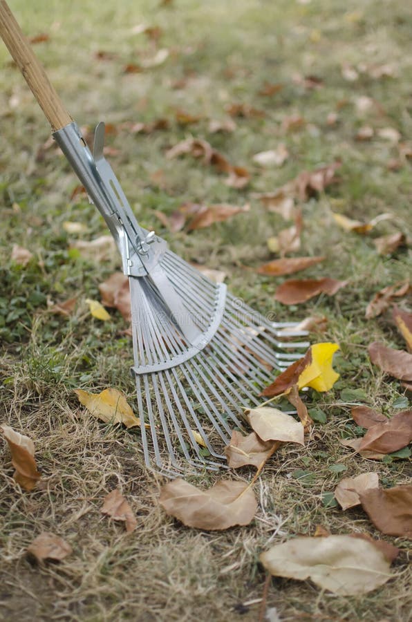 Rake with leaves stock photo. Image of home, lawn, leaf - 26444636