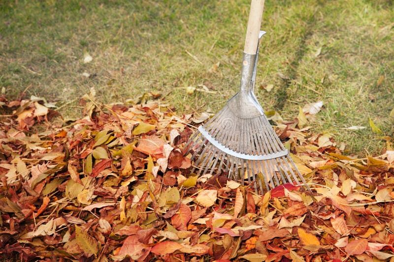 Fall leaves with rake stock image. Image of leaves, piled - 27689931