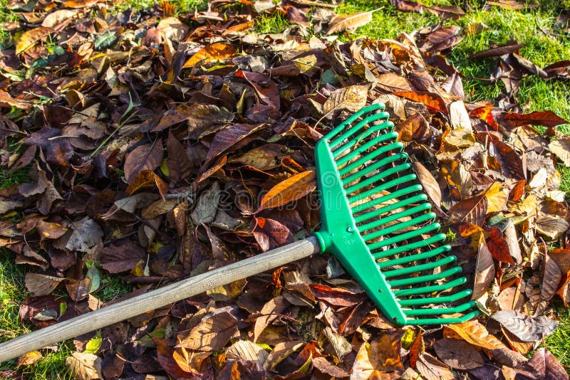 The Rake on the Pile Leaves and Grass Stock Image - Image of small ...