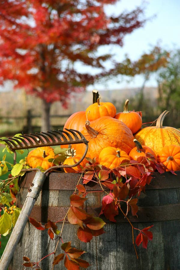 Rake and pumpkins