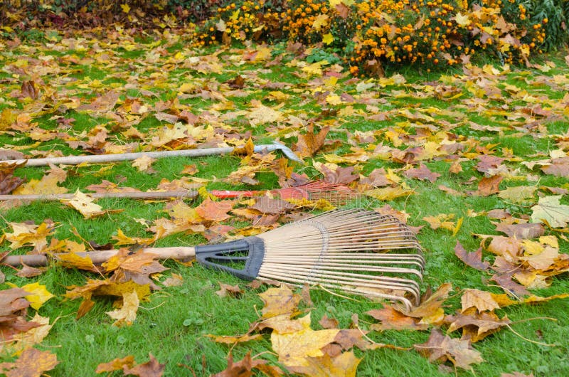 Rake tools lie autumn meadow ground color leaves