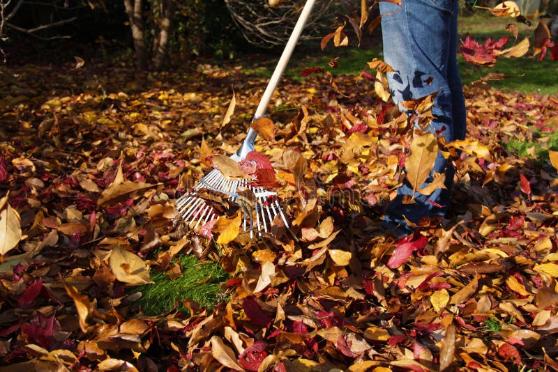 3,447 Raking Autumn Leaves Stock Photos - Free & Royalty-Free Stock ...