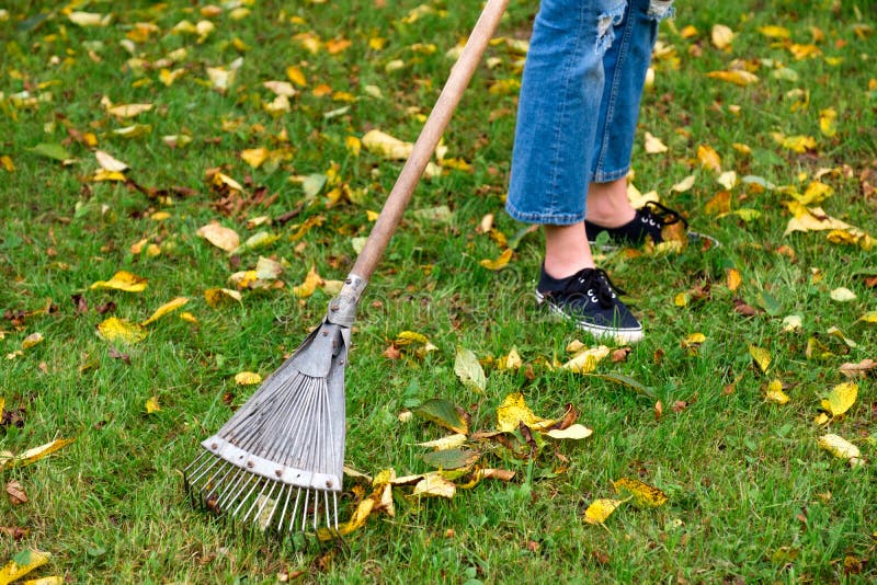 Raking Fall Leaves In Garden Closeup Stock Image - Image of cleanup ...