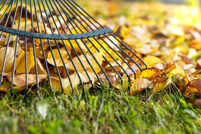 Raking fallen leaves in the garden