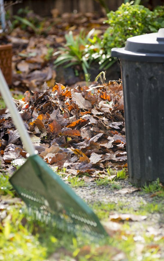 Raking Leaves stock photos