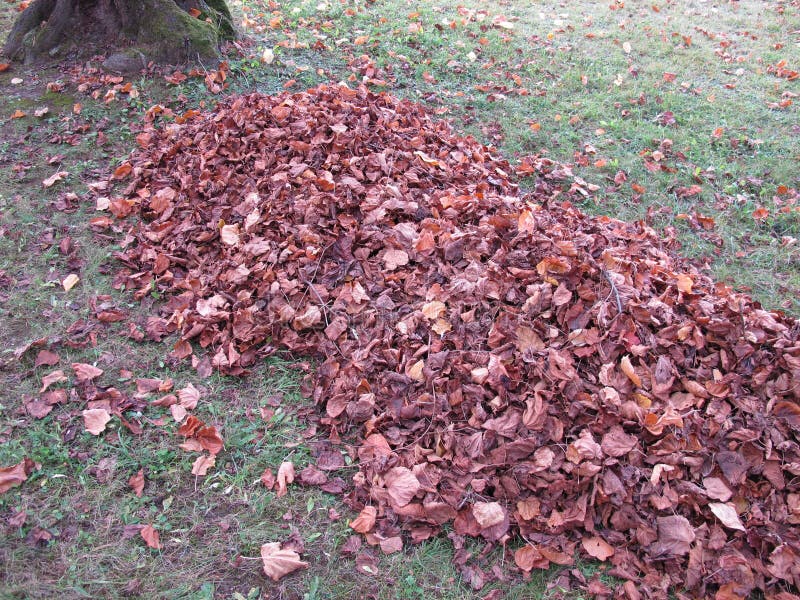 Raking leaves in garden stock photo. Image of raking 254745756