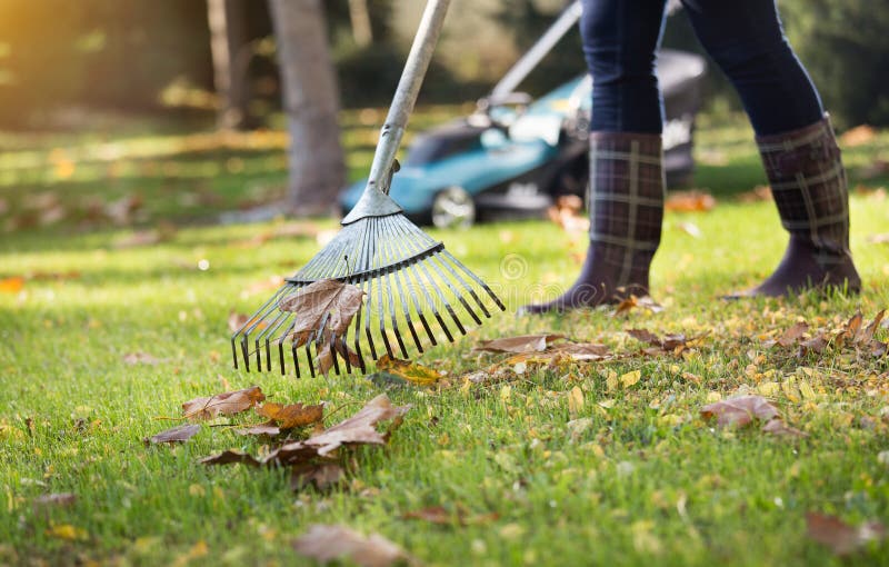 Woman Raking Leaves and Trimming Lawn Stock Photo - Image of raking ...