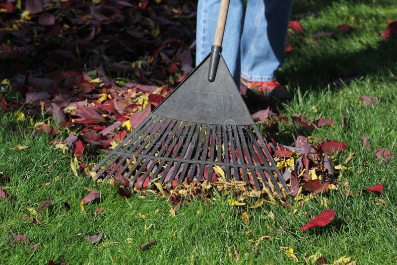 Raking Leaves in Yard during the Fall Stock Image Image of lawn
