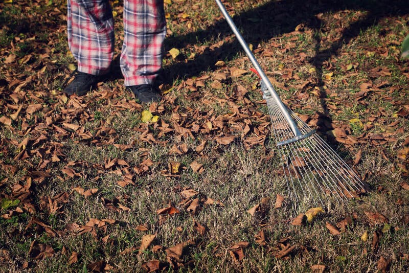 Raking the Yard stock photo. Image of grass, autumn, cleaning 45640338