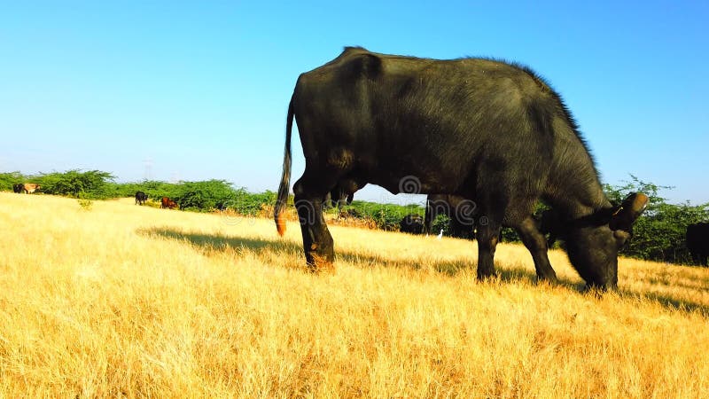 Ralenti du buffle asiatique mangeant du buffle noir à gazon sec dans la ferme en inde vue à faible angle du buffle indien banque de vidéos