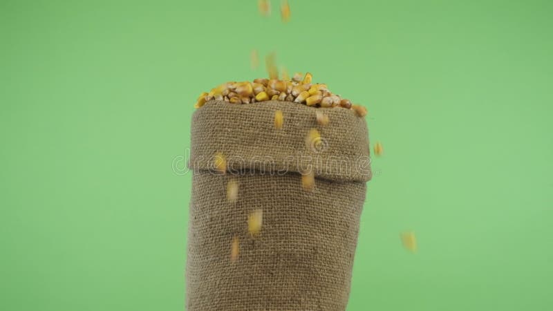 Ralenti. rotation d'un sac débordant de grains de maïs. les graines tombent sur la pile. isolé banque de vidéos