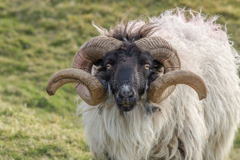 Ram with Big Curly Horns in Rural Ireland Stock Photo - Image of animal,  grass: 146906130