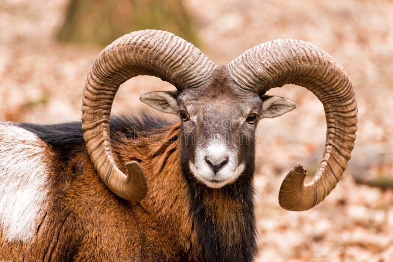 Ram with big horns in the forest