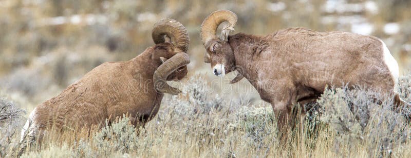 Ram Bighorn Sheep