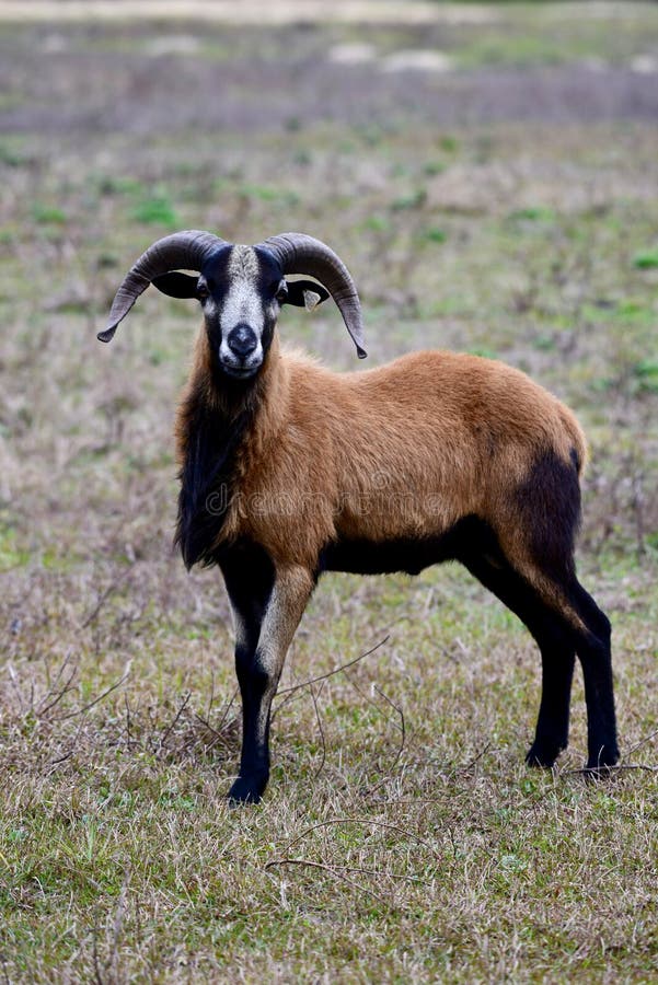 Ovejas Del Vientre Del Negro De Barbados Foto de archivo Imagen de
