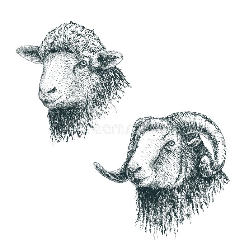 Ram ed agnello cornuti royalty illustrazione gratis Ram ed agnello cornuti royalty illustrazione gratis