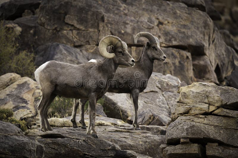 Ram en Ooi het Paar van Bighornschapen in Joshua Tree National Park royalty-vrije stock fotografie Ram en Ooi het Paar van Bighornschapen in Joshua Tree National Park royalty-vrije stock fotografie