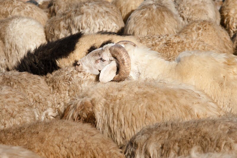 flock of sheep flock of sheep