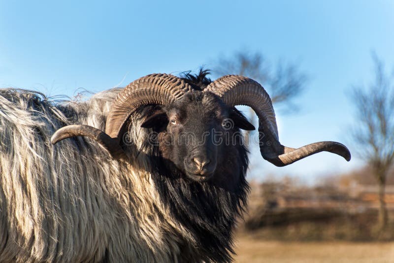 Ram grazing in a pasture. A view of the ram`s head. Autumn afternoon on the farm. Cattle breeding.