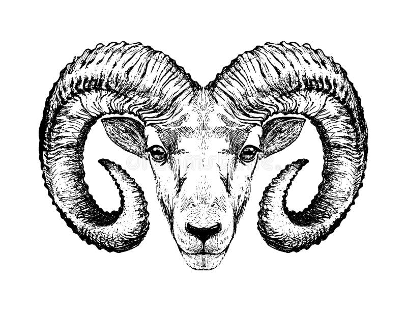 Engraving Illustration Ram Head Stock Illustrations – 236 Engraving ...