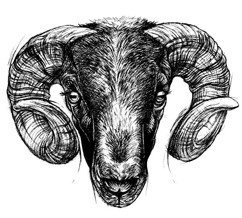 Ram Head Drawing Line Work. Stock Vector - Illustration of animal ...