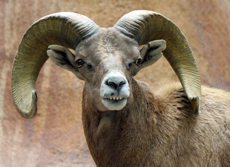 Ram