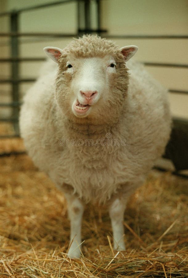 DOLLY the CLONED SHEEP in the World Stock Photo - Image of ears, head:  154224812