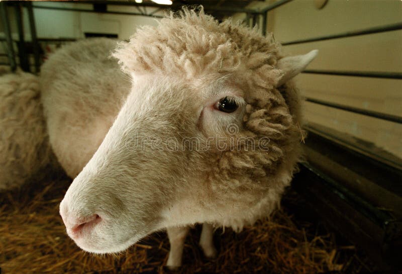 DOLLY the CLONED SHEEP in the World Stock Image - Image of bovids, curving:  154224833